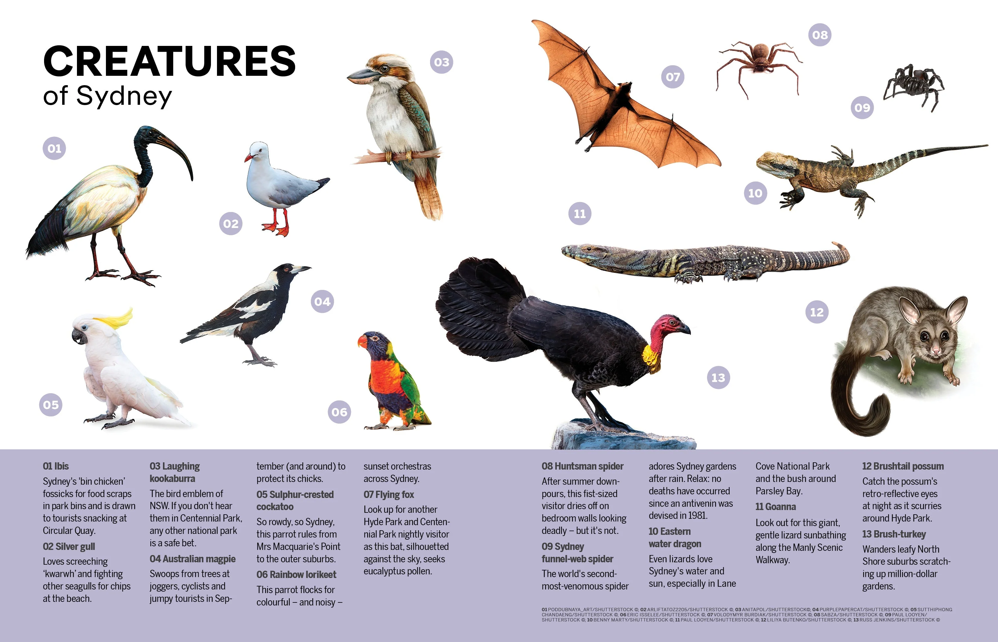 Experience East Coast Australia - Book - Image 12