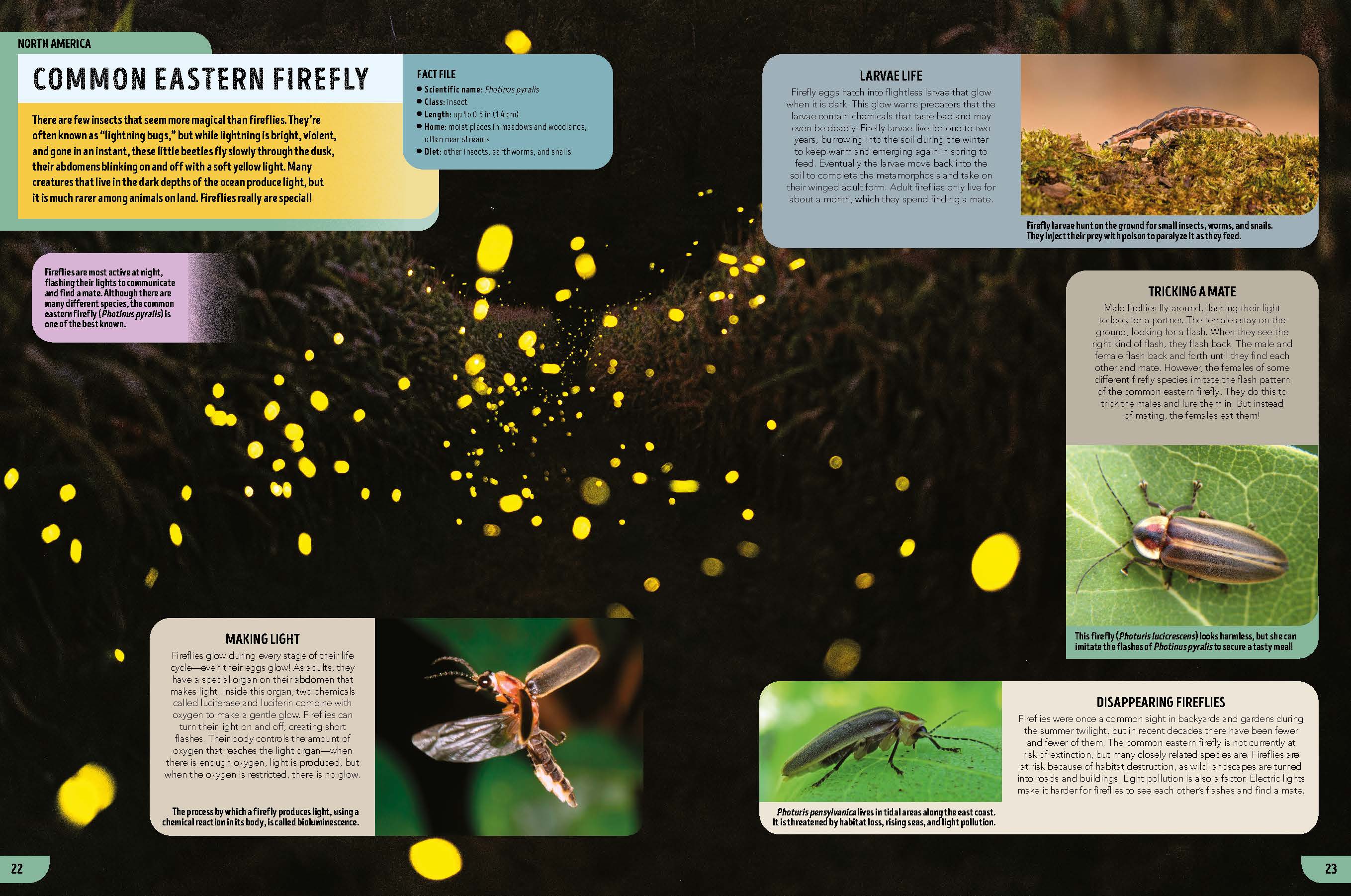 The Bugs Book - Book - Image 5