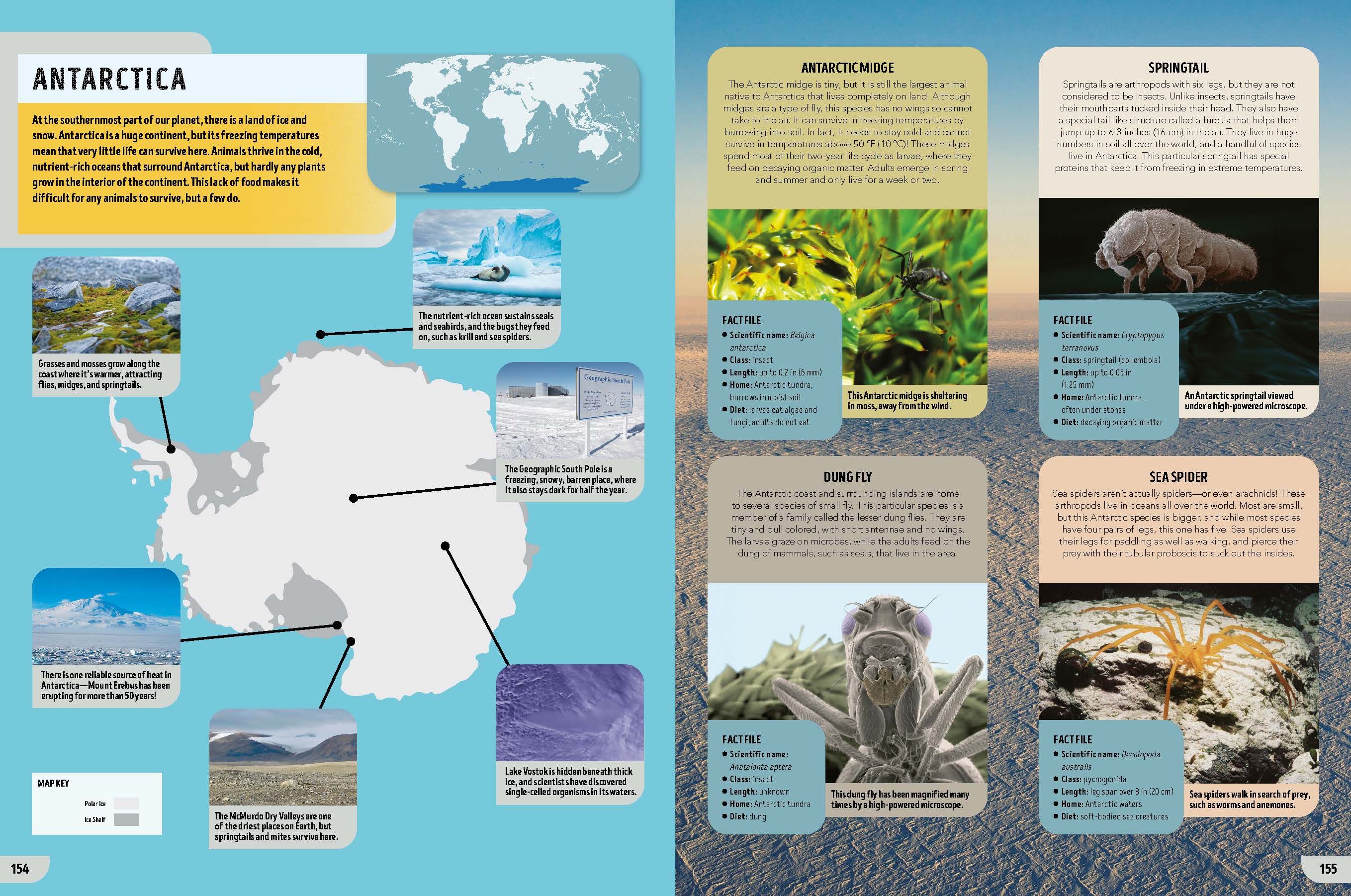 The Bugs Book (North & South America edition) - Book + eBook - Image 10
