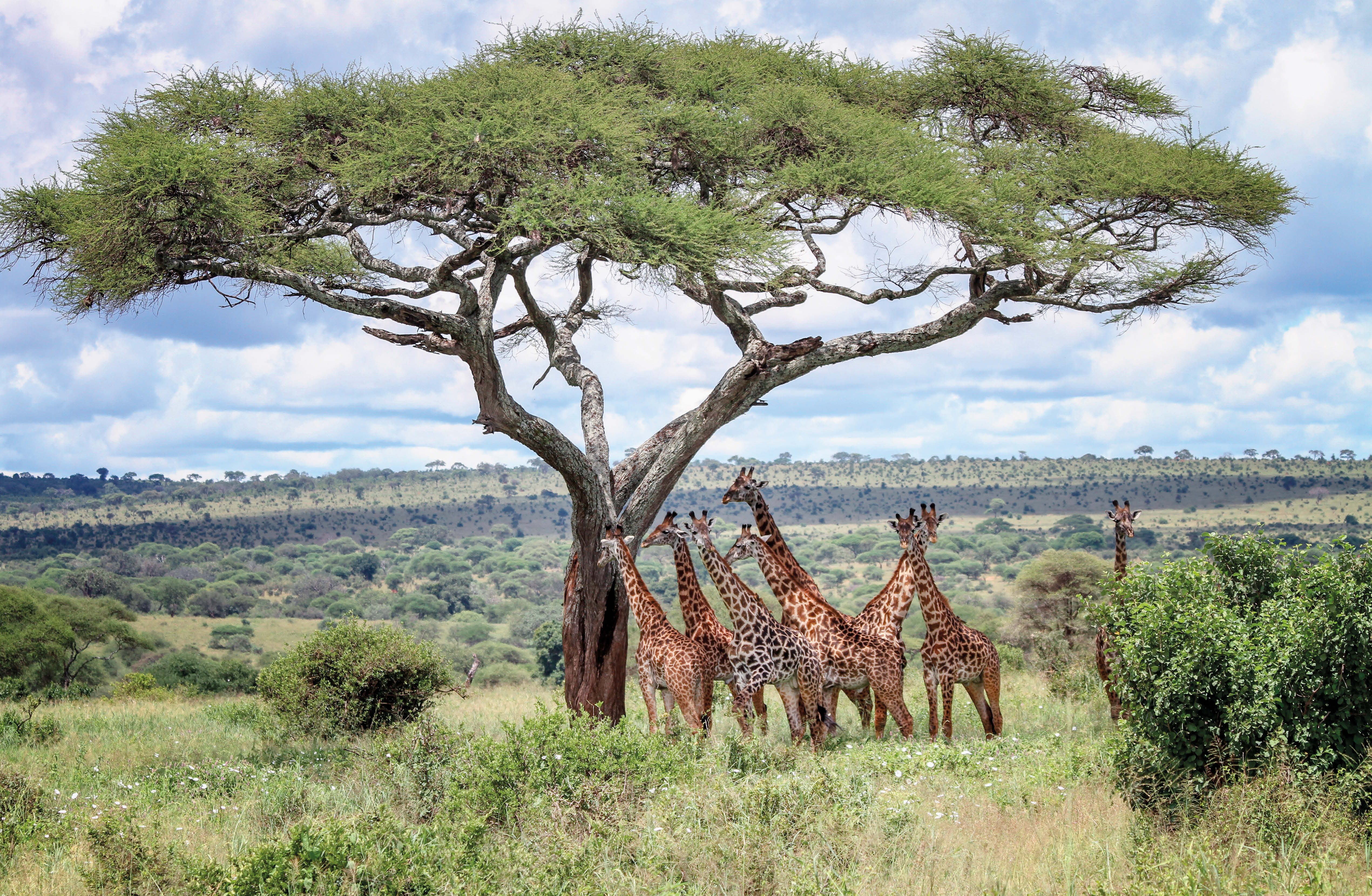The Tree Atlas - Image 6